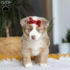 Coogee, Miniature Australian Shepherd Puppy